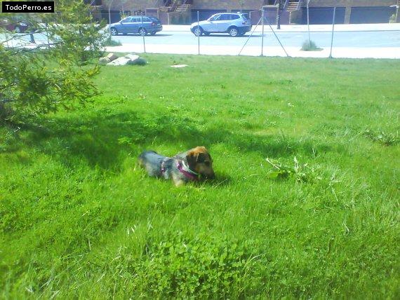 La foto del perro