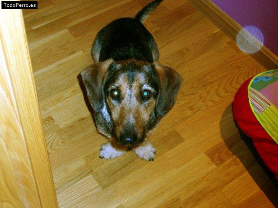 La foto del perro