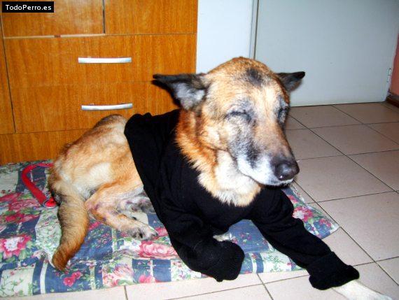 La foto del perro