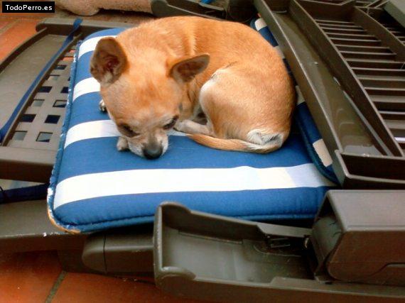 La foto del perro