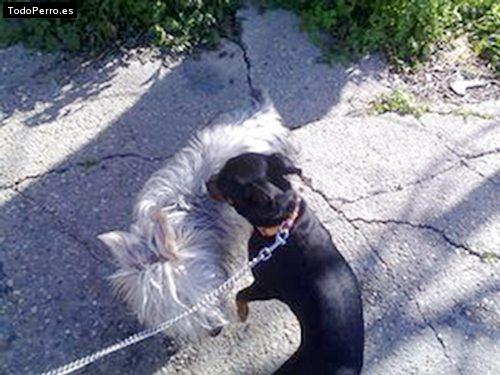 La foto del perro