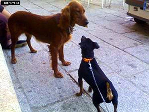 La foto del perro