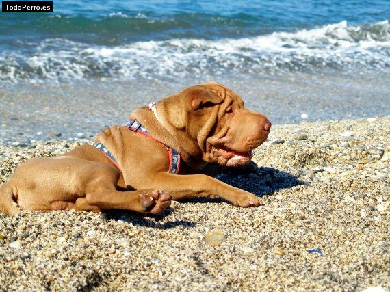 La foto del perro