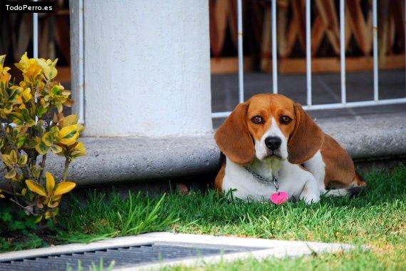 La foto del perro