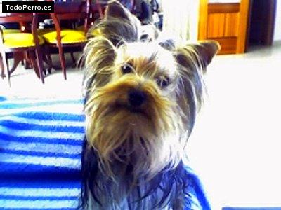 La foto del perro