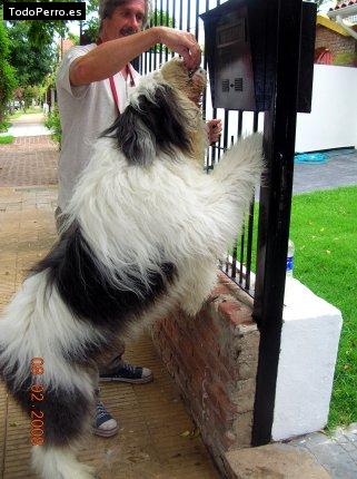 La foto del perro