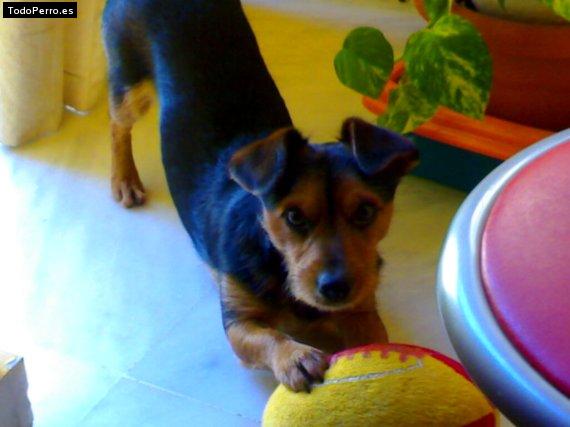 La foto del perro