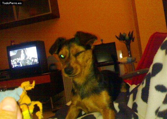 La foto del perro