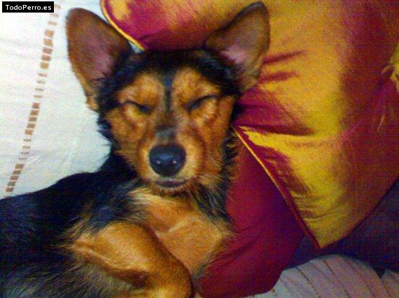 La foto del perro