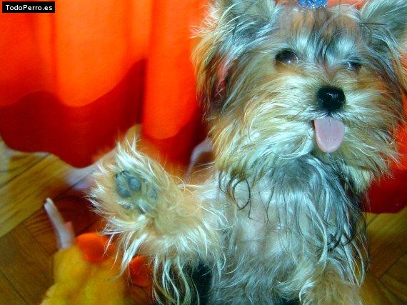 La foto del perro