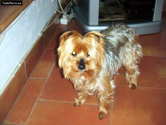 La foto del perro