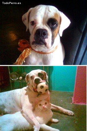 La foto del perro