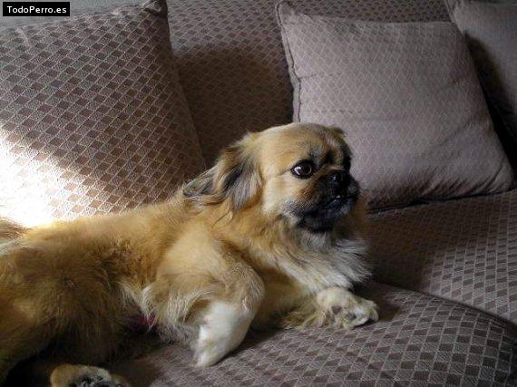 La foto del perro