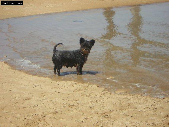 La foto del perro