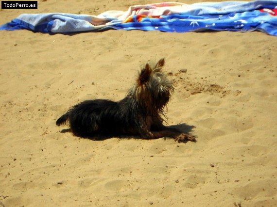 La foto del perro