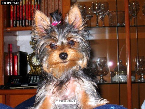 La foto del perro