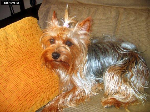 La foto del perro
