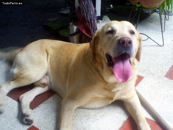 La foto del perro