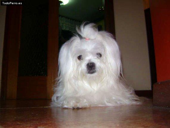La foto del perro