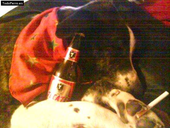 La foto del perro