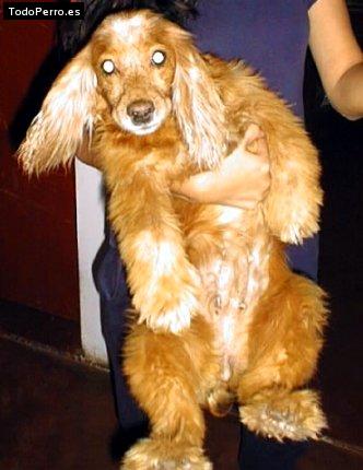 La foto del perro