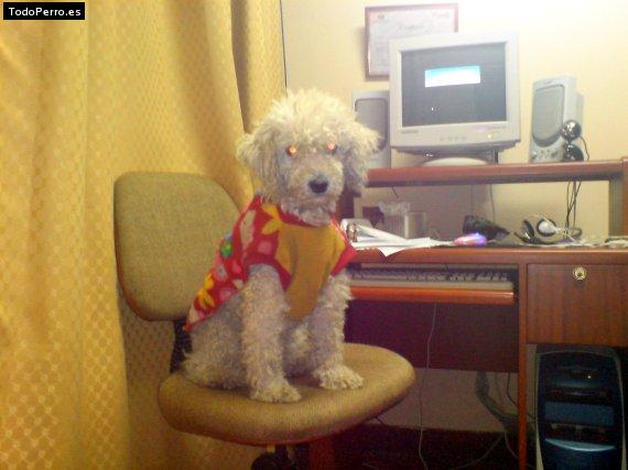 La foto del perro