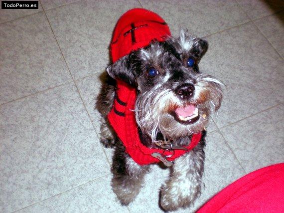 La foto del perro