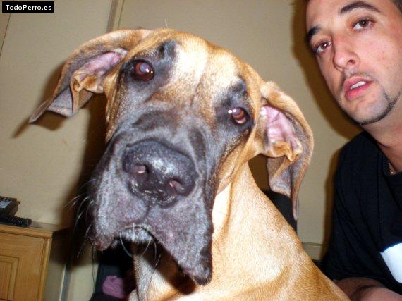 La foto del perro
