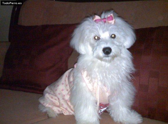 La foto del perro