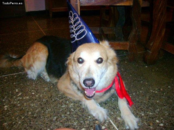 La foto del perro