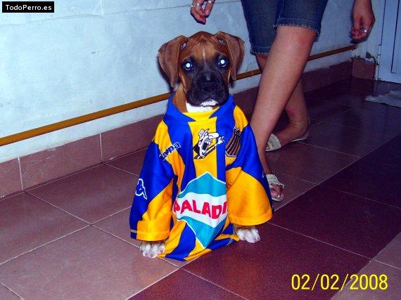 La foto del perro