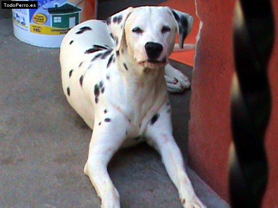 La foto del perro