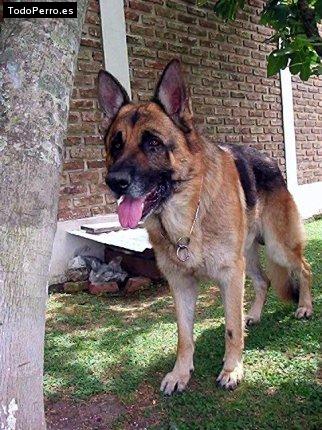 Foto del perro Nicky