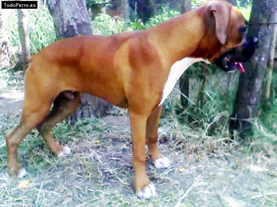 La foto del perro
