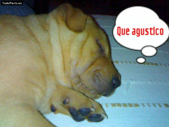 La foto del perro