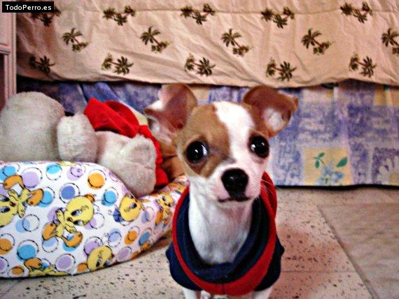 La foto del perro