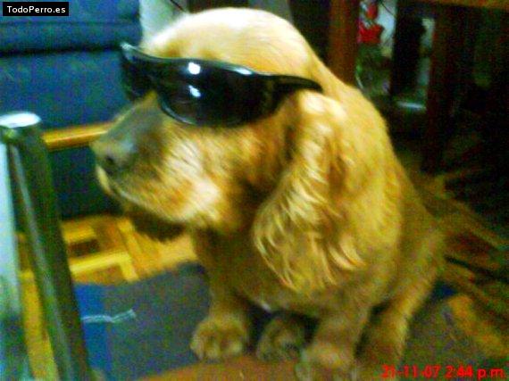 La foto del perro