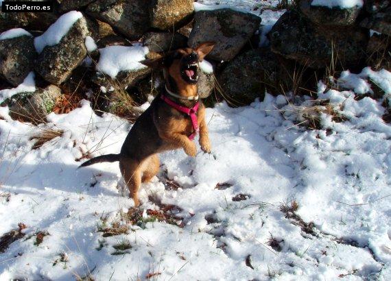 La foto del perro