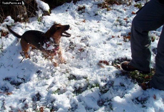 La foto del perro
