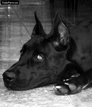 La foto del perro