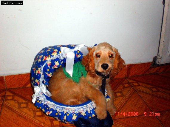 La foto del perro