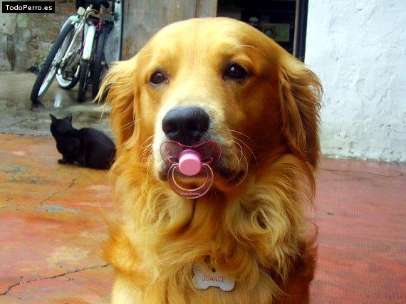 La foto del perro