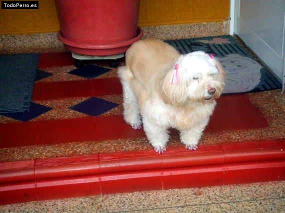 La foto del perro