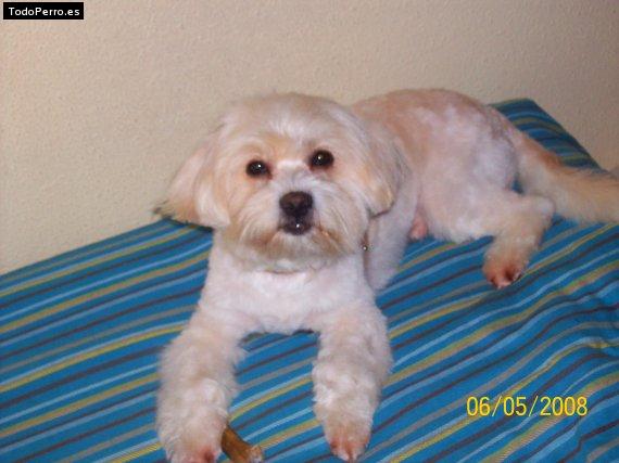 La foto del perro