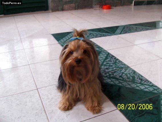 Foto del perro Maky