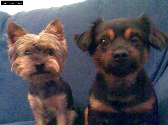 La foto del perro