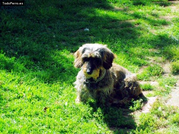 La foto del perro