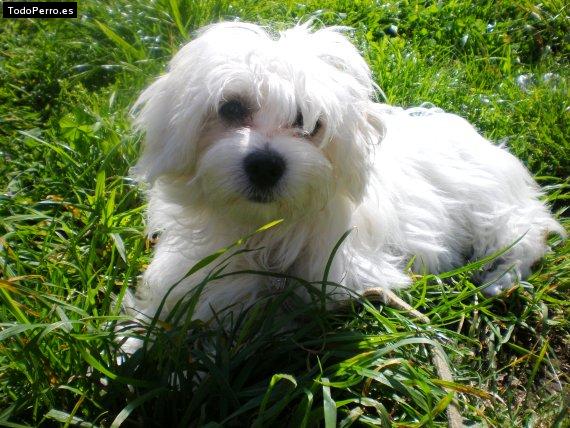 La foto del perro