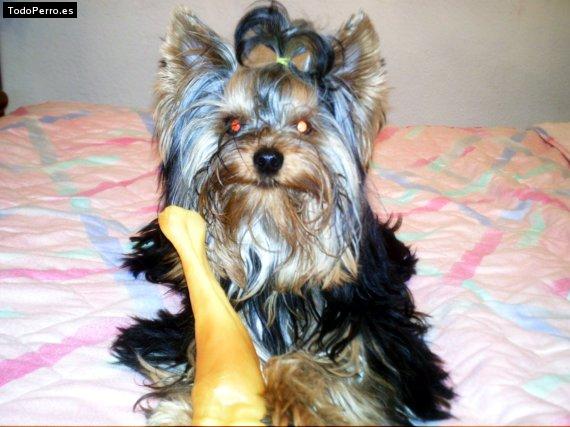 La foto del perro