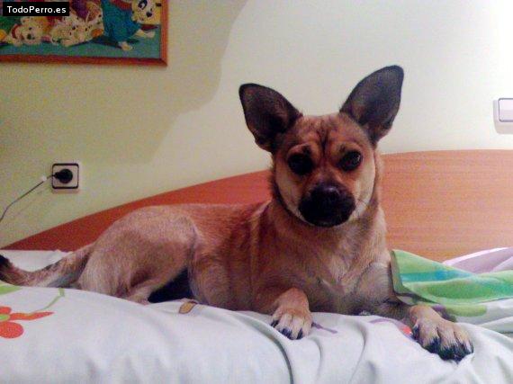La foto del perro